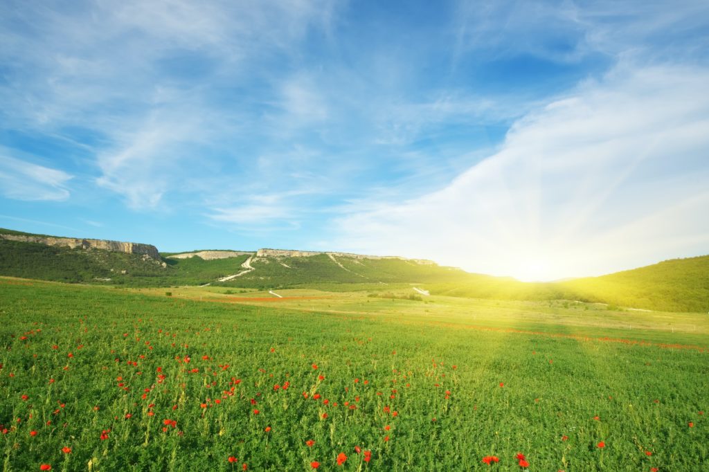Spring flowers in green meadow